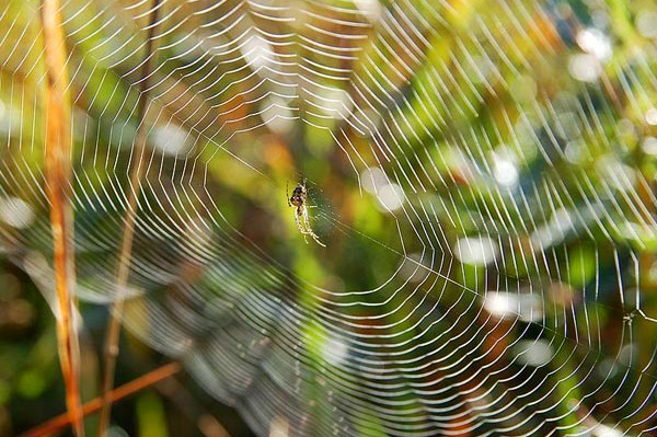 Spider-Silk