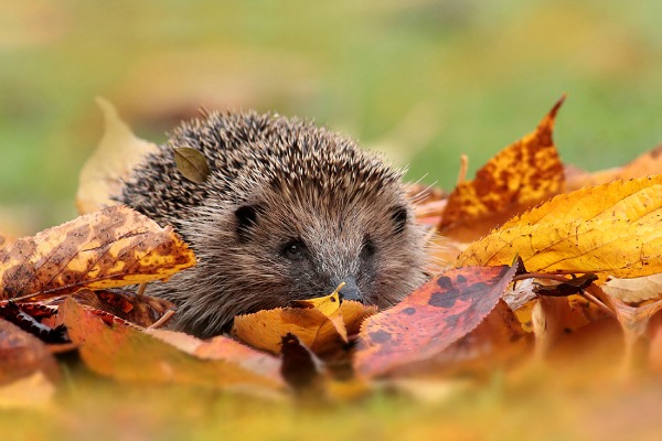 Autumn Hedgehog 1