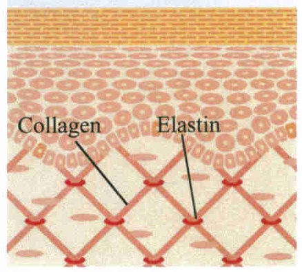 collagen_elastin